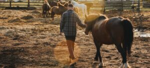 Man leads the horse to the stable at sunset. 